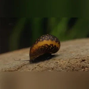 Red Onion Snail