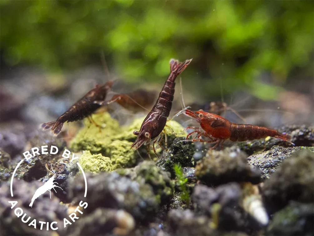 Red Onyx Shrimp (Neocaridina davidi), BREDBY: Aquatic Arts - Image 2