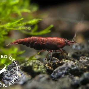 Red Onyx Shrimp (Neocaridina davidi), BREDBY: Aquatic Arts