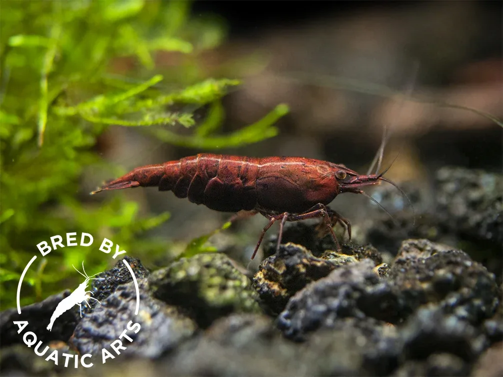 Red Onyx Shrimp (Neocaridina davidi), BREDBY: Aquatic Arts