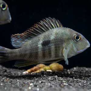 Red/Orange Head Tapajos Eartheater (Geophagus sp.), Tank-Bred!