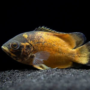 Red Oscar (Astronotus ocellatus), Tank-Bred