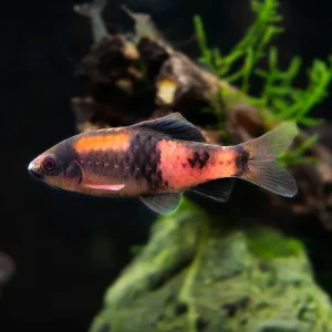 Red Panda AKA Melon Barb (Haludaria fasciata)