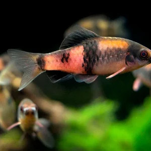 Red Panda AKA Melon Barb (Haludaria fasciata), Tank-Bred