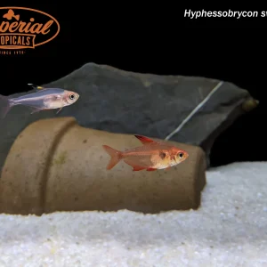 Red Phantom Tetra (Megalamphodus sweglesi)
