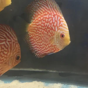Red Pigeon Discus
