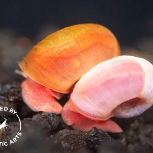 Red Ramshorn Snails (1/8" to 1")