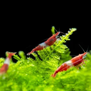 Red Rili Shrimp Breeder Combo Box