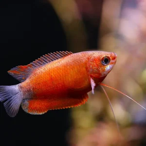 Red Robin Gourami (Trichogaster labiosa) - Tank Bred