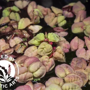 Red Root Floater (Phyllanthus fluitans), Aquatic Arts Grown!