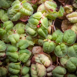Red Root Floater (Phyllanthus fluitans)