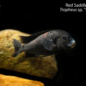 Red Saddle Tropheus