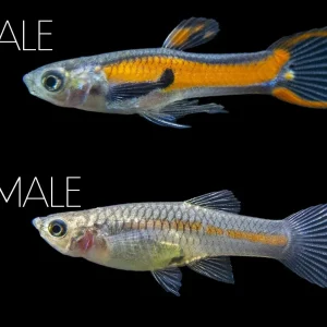 Red Scarlet Endler (Poecilia wingei), Males and Females, Tank-Bred!