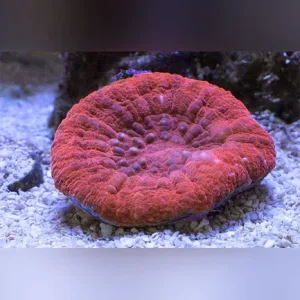 Red Scolymia Coral