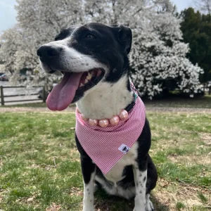 Red Seersucker Bandana