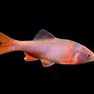 Red Shiner (Cyprinella lutrensis), Tank-Bred!