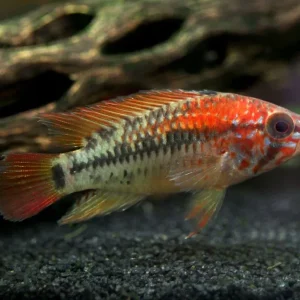 Red Shoulder Dwarf Cichlid (Apistogramma macmasteri), Tank-Bred