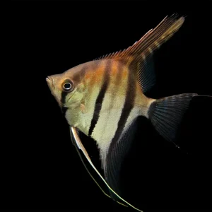 Red Shoulder Manacapuru Angelfish (Pterophyllum scalare) - TANK-BRED!!!
