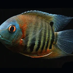 Red Shoulder Severum