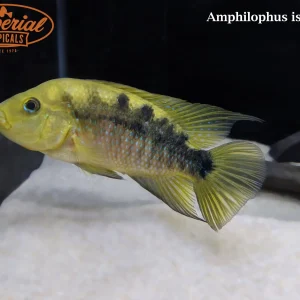 Red Side Cichlid
