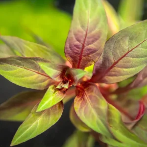 Red Star Ludwigia (Ludwigia glandulosa AKA L. peruensis), bunch