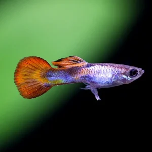 Red Tail Silverado Endler’s Guppy (Poecilia wingei) – Tank Bred