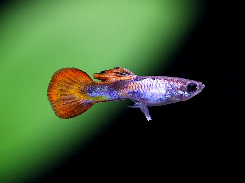 Red Tail Silverado Endler’s Guppy (Poecilia wingei) – Tank Bred