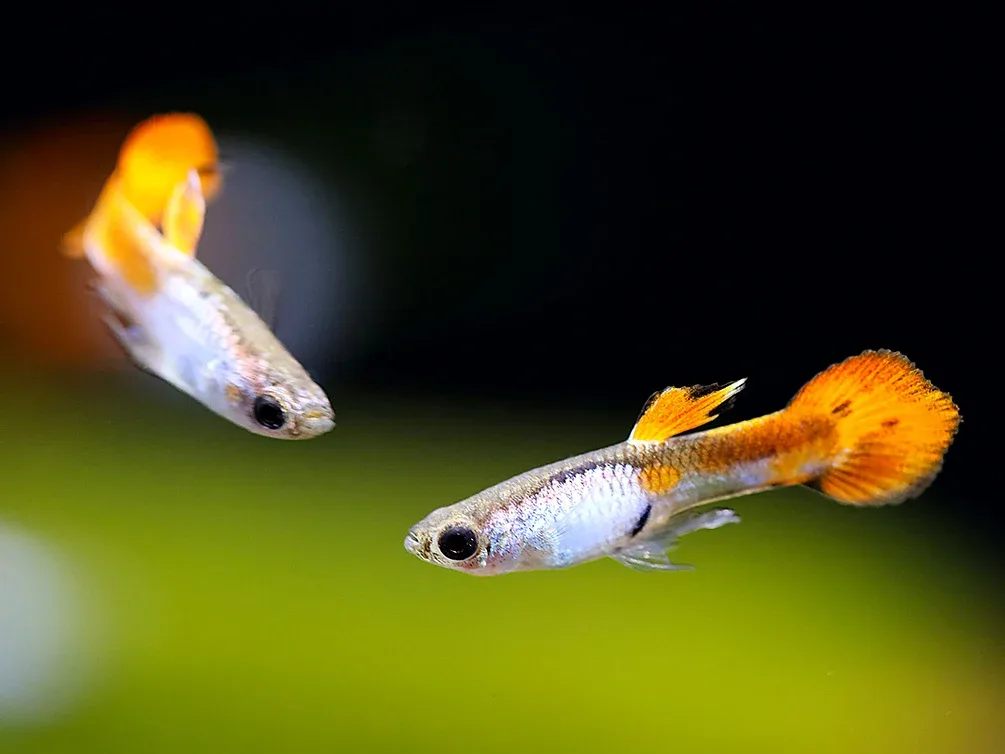 Red Tail Silverado Endler’s Guppy (Poecilia wingei) – Tank Bred - Image 2