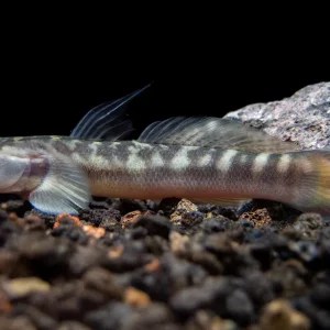 Red-Tailed Rock Goby (Sicyopterus lagocephalus)