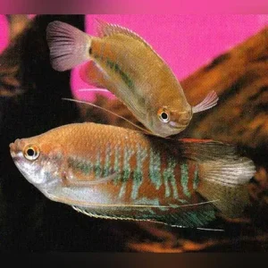 Red Thick Lip Gourami