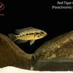 Red Tiger Cichlid