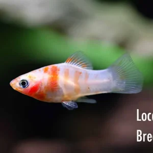 Red Tiger Platy (Xiphophorus maculatus) - Tank-Bred