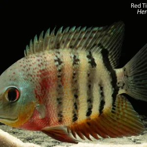 Red Tiger Severum
