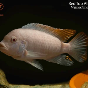 Red Top Albino Zebra
