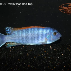 Red Top Trewavasae