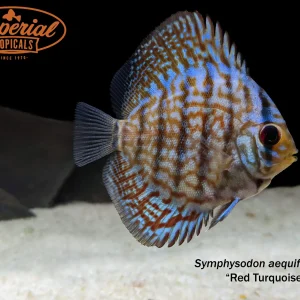 Red Turquoise Discus