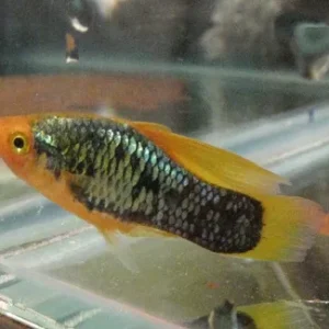 Red Tux Hi Fin Variatus