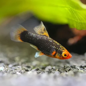 Red Tuxedo Platy (Xiphophorus maculatus) - Tank Bred