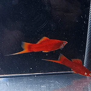 Red Velvet Swordtail