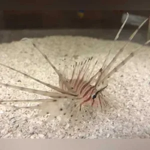 Red Volitan Lionfish