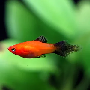 Red Wag Platy (Xiphophorus maculatus) - Locally Bred!