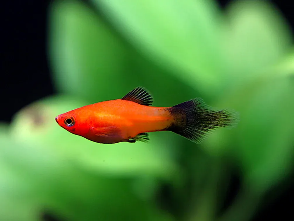 Red Wag Platy (Xiphophorus maculatus) - Locally Bred!