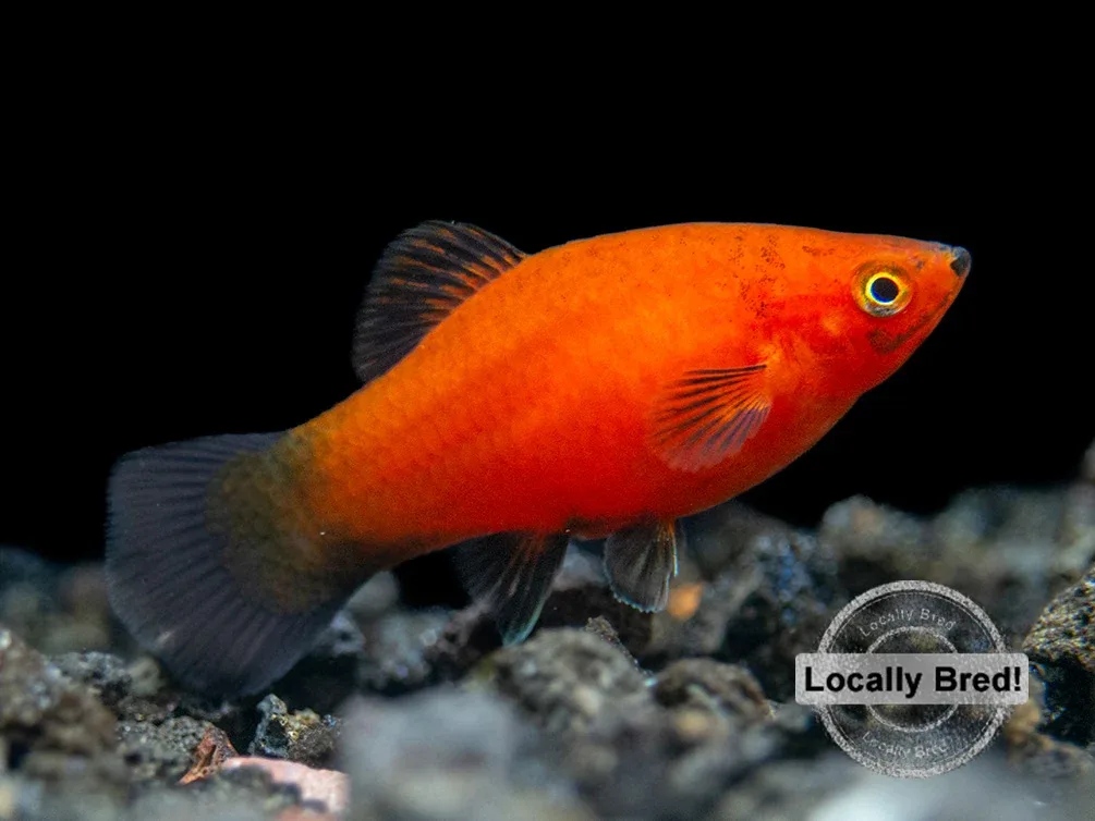 Red Wag Platy (Xiphophorus maculatus) - Locally Bred! - Image 2