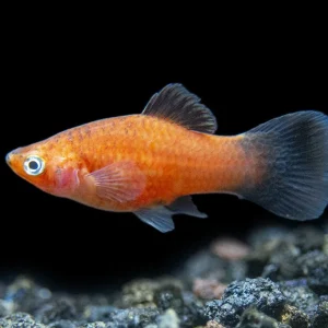 Red Wag Platy (Xiphophorus maculatus), Tank-bred