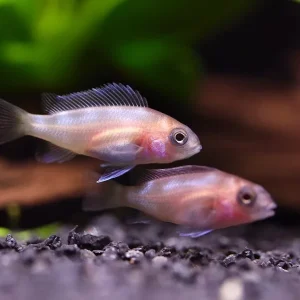Red Widow Frontosa (Cyphotilapia frontosa 'Red Widow') – Tank Bred