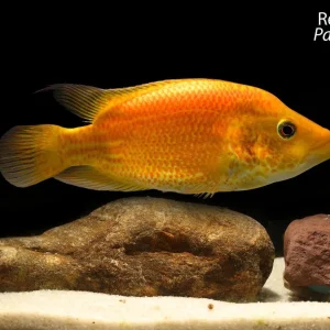 Red Wolf Cichlid