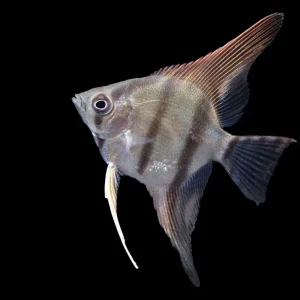 Redback Amapa Angelfish (Pterophyllum scalare) - TANK-BRED!!!