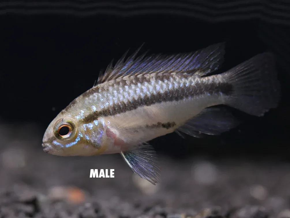 Redfin Three-Striped Dwarf Cichlid (Apistogramma trifasciata) - TANK-BRED!!! - Image 2