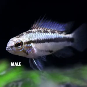Redfin Three-Striped Dwarf Cichlid (Apistogramma trifasciata) - TANK-BRED!!!