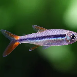Redtail Penguin Tetra (Thayeria sp. "Rio Teles Pires")